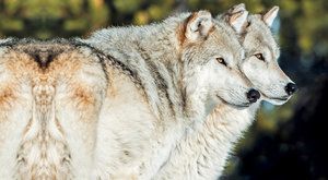 Ekologické šelmy: Jak vlci zachránili vrby v Yellowstonu