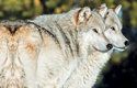 Do Yellowstonského parku bylo vysazeno 41 vlků dovezených z Kanady