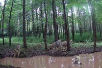 Vlkům se v Česku daří: Mláďata běhají od Beskyd po Kokořínsko