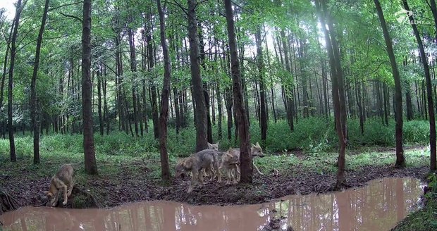 Vlkům se v Česku daří. Jejich mláďata běhají od Beskyd po Kokořínsko.
