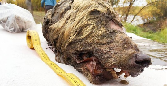 Téměř zachovalá hlava vlka byla 40 tisíc let ukryta v sibiřském permafrostu