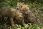 Brněnská zoo se může pochlubit novým přírůstkem, samici Velké a Luďkovi se narodila paterčata.