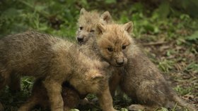 Brněnská zoo se může pochlubit novým přírůstkem, samici Velké a Luďkovi se narodila paterčata.