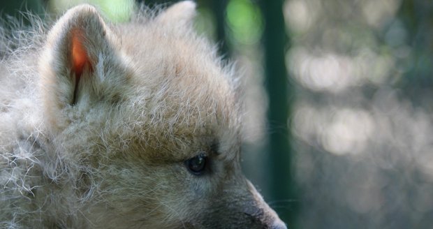 Brněnská zoo se může pochlubit novým přírůstkem, samici Velké a Luďkovi se narodila paterčata.