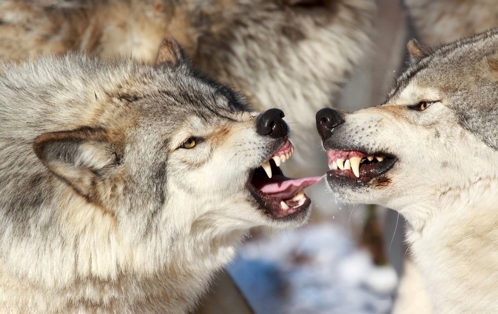 Vlci soupeří o moc, kdo vyhraje, bude alfa samec a vést smečku