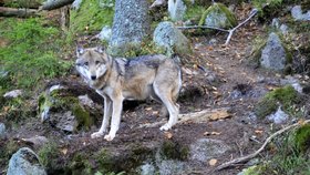 Vlk obecný. Tenhle žije v Srní ve výběhu národního parku.
