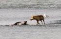 Útok vlka na tuleně obecného
