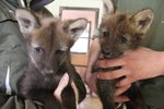 Dva kluky vlků hřivnatých má od konce minulého roku hodonínská zoo. Kromě ošetřovatelů k nim zatím nikdo nesmí.