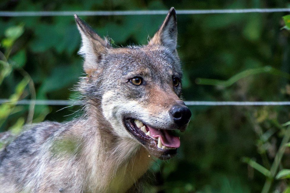 Chovatel ovcí našel v ohradě s ovcemi u Vrchlabí ve východních Krkonoších živou přes rok starou vlčici. Jde o jeden z prvních výskytů vlka v Krkonoších po více než 200 letech (3. 8. 2018).