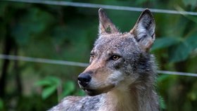 Chovatel ovcí našel v ohradě s ovcemi u Vrchlabí ve východních Krkonoších živou přes rok starou vlčici. Jde o jeden z prvních výskytů vlka v Krkonoších po více než 200 letech (3.8.2018).