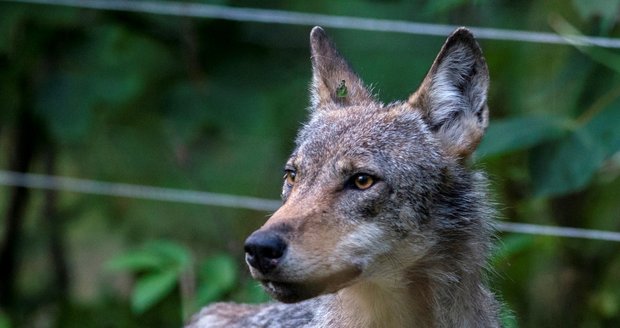 Vlčici chycenou v Krkonoších utratili kvůli obavám ze vztekliny. Neměla ji, ukázal rozbor