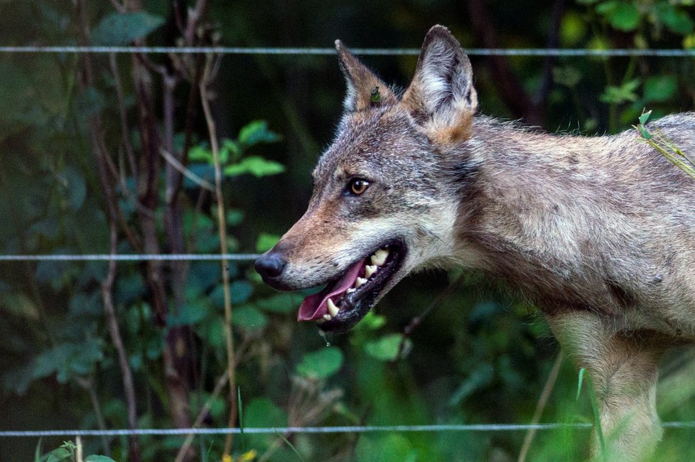 Chovatel ovcí našel v ohradě s ovcemi u Vrchlabí ve východních Krkonoších živou přes rok starou vlčici. Jde o jeden z prvních výskytů vlka v Krkonoších po více než 200 letech (3.8.2018).