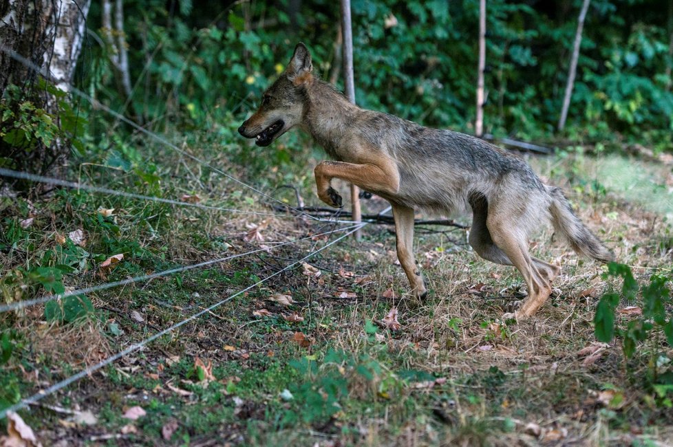 Chovatel ovcí našel v ohradě s ovcemi u Vrchlabí ve východních Krkonoších živou přes rok starou vlčici. Jde o jeden z prvních výskytů vlka v Krkonoších po více než 200 letech (3. 8. 2018).