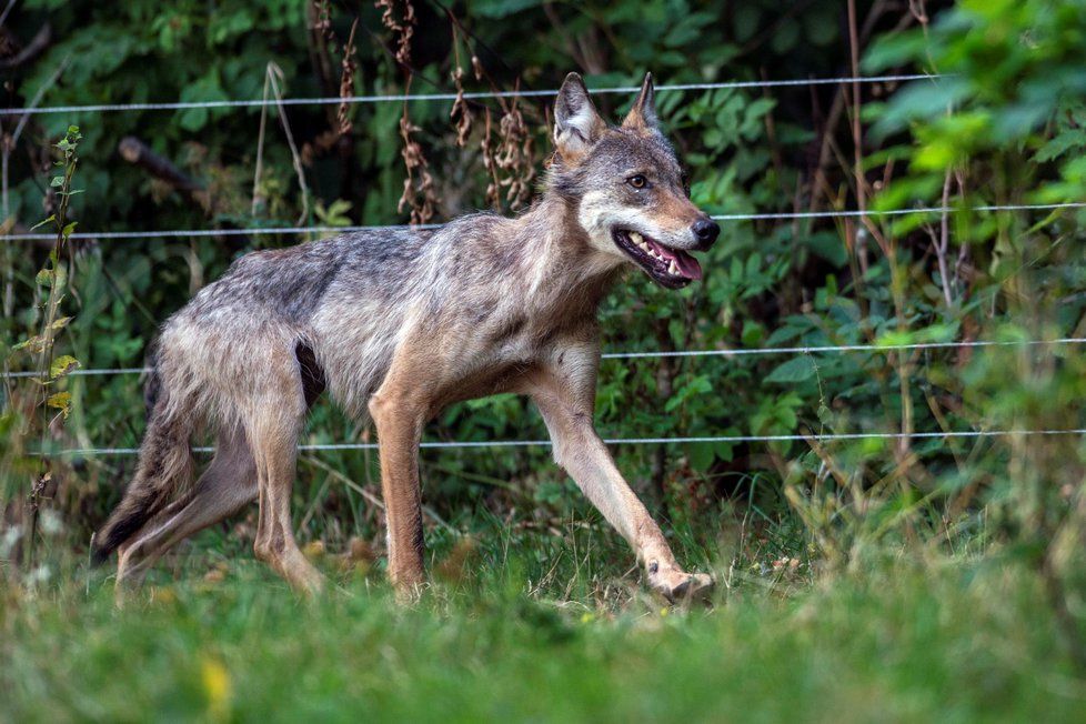 Chovatel ovcí našel v ohradě s ovcemi u Vrchlabí ve východních Krkonoších živou přes rok starou vlčici. Jde o jeden z prvních výskytů vlka v Krkonoších po více než  200 letech (3. 8. 2018).