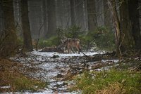 Do Krkonoš se vrací vlci: Správa parku radí, co dělat, když je potkáte