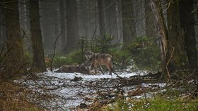 Vlci v okolí Janských Lázní. Při setkání s vlky je potřeba dbát obezřetnosti, radí správa Krkonošského národního parku