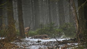 Vlci v okolí Janských Lázní. Při setkání s vlky je potřeba dbát obezřetnosti, radí správa Krkonošského národního parku