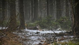 Vlci v okolí Janských Lázní. Při setkání s vlky je potřeba dbát obezřetnosti, radí správa Krkonošského národního parku