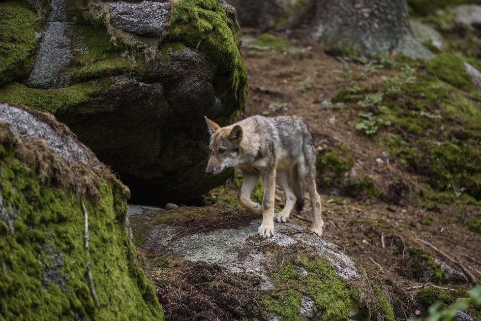 Vlk ze Srní. Ve výběhu odděluje vlky od volné přírody třímetrový plot a ohradník.