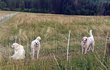 Ani tři pastevečtí psi ovečky v Bukovci neubránili. 