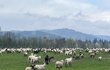 Stádo ovcí z Bocanovic těsně před útokem.