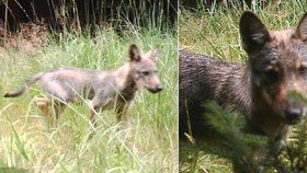 Fotopast na Českolipsku zachytila vlky i jejich mladé