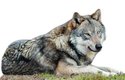 V České republice je vlk řazen do kategorie druh kriticky ohrožený vyhynutím