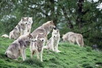 V Krkonoších se objevili vlci: Smečka vyděsila místní