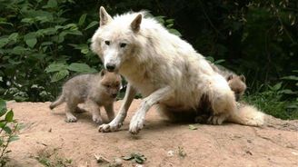 Vlci se po sto letech vrátili na Vysočinu. Jednoho z nich srazilo auto 
