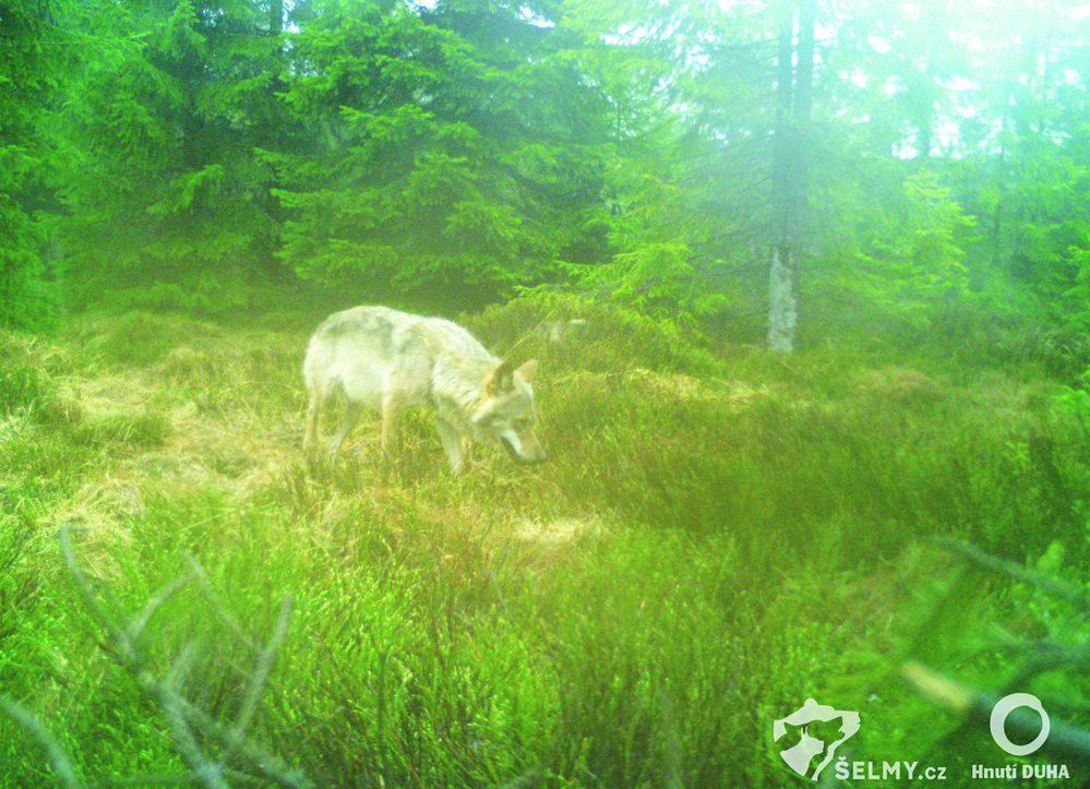 Vlk zachycený fotopastí v Krušných horách v květnu 2021