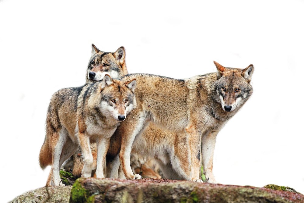 Vlci žijí v rodinných skupinách, rozmnožuje se pouze dominantní pár