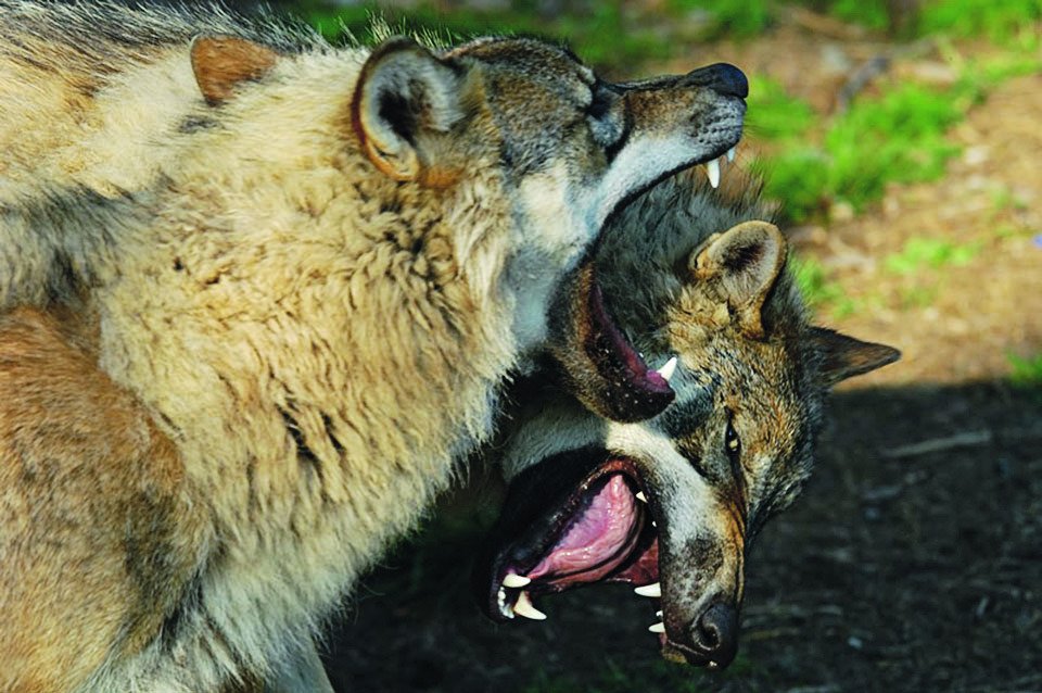 Vlci si brání své lovecké teritorium