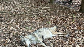 Vlčice se v lesích na Náchodsku chytla do pasti, několik týdnů trpěla, než zemřela.