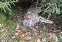 Bavorský ochranář má malér: Odvezl mrtvého vlka z Česka a tvrdil, že šelmu někdo zastřelil