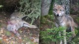 Na Kokořínsku někdo zastřelil vlčici: Ochránci přírody zuří