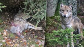 Na Kokořínsku někdo zastřelil vlčici: Ochránci přírody zuří