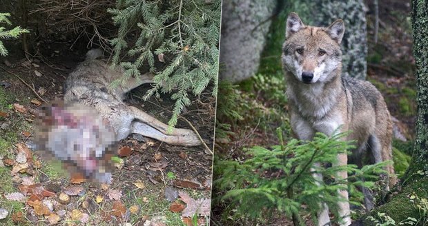 Na Kokořínsku někdo zastřelil vlčici: Ochránci přírody zuří