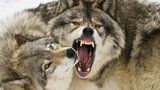 Vlk nakažený vzteklinou zaútočil na lidi. Rus ho uškrtil holýma rukama 