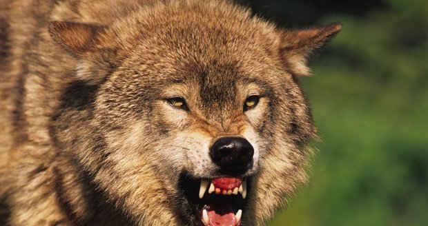 Vlk postižený vzteklinou zaútočil na lidi: Rus ho uškrtil holýma rukama