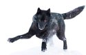 Černí vlci se podle vědců rozmnožují méně často než ti šedí, ale jsou odolnější