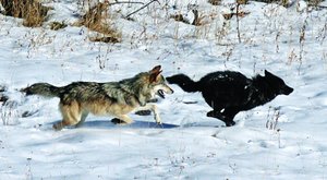 Proč jsou vlci černí? Záhada vlčích démonů odhalena?
