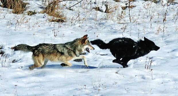 Proč jsou vlci černí? Záhada vlčích démonů odhalena?