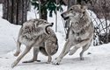 Vlci bývali průvodci pravěkých lovců