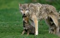 Vlků začalo ubývat a v průběhu 20. století a v některých oblastech byli vyhubeni zcela.