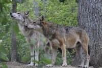 Odměna 260 tisíc za pachatele, který pustil v Bavorsku vlky: Tři stále utíkají, mohou být i u nás