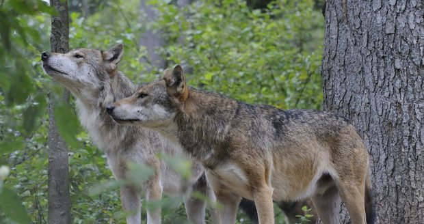 Tři vlci, které patrně někdo vypustil z výběhu v bavorském národním parku, mohou běhat i na Šumavě.