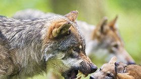 „Vlci nám trhají ovečky.“ Farmáři chtěli, aby šlo šelmy střílet, soud žalobu odmítl