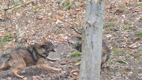 V Česku žije vlků jen několik desítek, ale farmáři je vnímají intenzivně.
