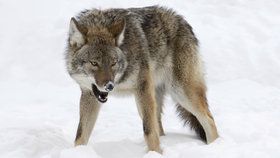Populace vlků se po celém světě postupně obnovuje. Ne však v některých částech USA (ilustrační foto)