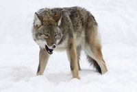 V Americe chybí vlci, začala je převážet vrtulníky z Kanady